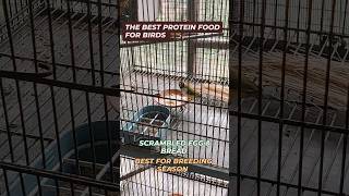 Best Protein food for birds egg bread season 2025lovebirds budgies finches [upl. by Abixah]