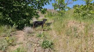 salukis in Baadpasalukikennel in Iran 🇮🇷 [upl. by Samuel]