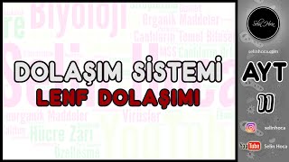 23 Dolaşım Sistemi  Lenf Dolaşımı [upl. by Ahcilef]