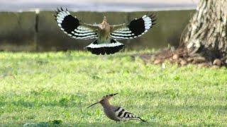 Hoopoe Antics [upl. by Docila]