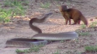 Brave Mongoose Tackles Lethal Black Mamba Snake [upl. by Longmire]