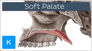 Soft palate Muscles Function amp Definition  Human Anatomy  Kenhub [upl. by Laehcym]