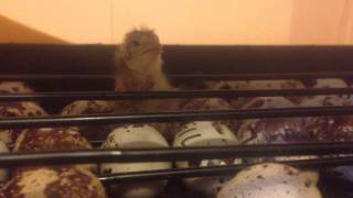 Quail chick chirping [upl. by Animrelliug]