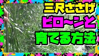 【三尺ささげ栽培方法】苗作りから収穫までの栽培記録 手間いらず簡単に作れるよ [upl. by Stambaugh268]