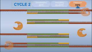 PCR  polymérase chain Reaction [upl. by Hank]