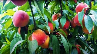 Peach Garden In Swat Valley  Bike Tour [upl. by Oberheim]