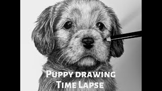 Cutest Golden Doodle Puppy drawing time lapse [upl. by Malda]