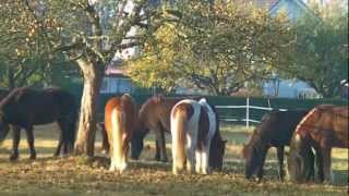 Eindrücke vom Islandpferdehof Ickelsbach  Hoftrailer 2 [upl. by Yngiram]