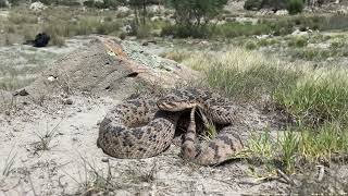 Huamantlan Rattlesnake Crotalus scutulatus salvini [upl. by Sachs]