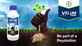 Velum Prime The Best Nematodes Treatment Solution  Bayer [upl. by Jat633]