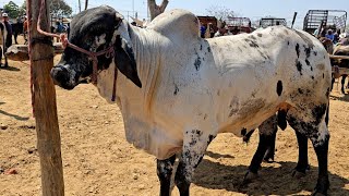 Hoy miércoles 1 de mayo 2024 tianguis ganadero san miguel etla solo lo mejor de lo mejor toros vacas [upl. by Aelanej]