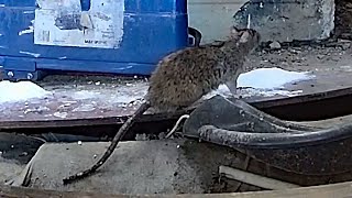 Feeds rats with homemade poison [upl. by Thacher]