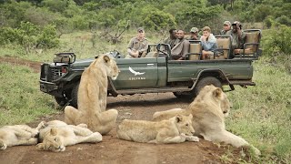 AFRICAN SAFARI 4K  Incredible Big Five animal sightings Kruger National Park [upl. by Iviv]