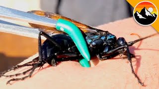 Largest Wasp in the USA Stings Me [upl. by Aran]