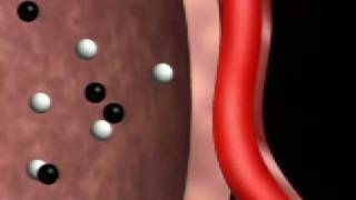 Gas exchange in the Lungs [upl. by Aivin]