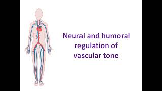 Neural and humoral regulation of vascular tone [upl. by Garnette78]