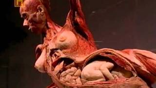 Dr Gunther von Hagens History Channelflv [upl. by Tirza720]