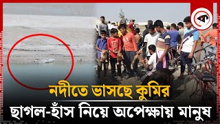 নদীতে ভাসছে কুমির আতঙ্কে খাদ্য হিসেবে রাখা হয়েছে ছাগলহাঁস  Crocodiles  Kushtia  Kalbela [upl. by Corin]