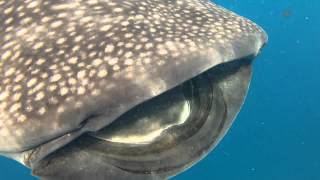 Swimming with Whale Sharks [upl. by Jaunita655]