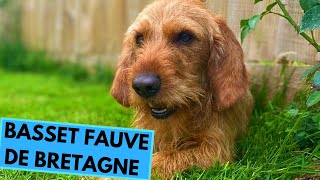 Basset Fauve de Bretagne Dog Breed  Facts and Information [upl. by Vivica]