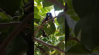 chor birds shalik pakhishortsvideo youtubeshorts viral  shortfeednature [upl. by Ahron]