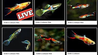 Endler types  Endlers Guppy types  Types of Endlers Guppy  Endler guppy [upl. by Eelime]