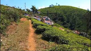 25 Acre Tea Estate for sale in Coonoor  Scenic Property in Coonoor [upl. by Rabkin98]