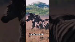 Running zebras wildlifephotography wildlife [upl. by Annoirb]