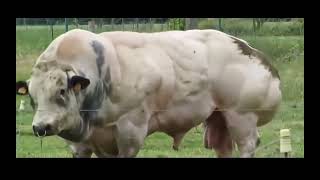 DoubleMuscle Cattle The Surprising Outcome of Genetic Mutation [upl. by Aramot603]