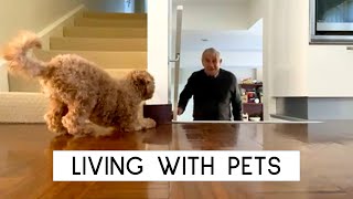 The Benefits of Living with Pets  Cheerios [upl. by Hsitirb]