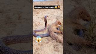 🤬Real fight mongoose vs cobra snake 😱😱😱 shorts [upl. by Huei]