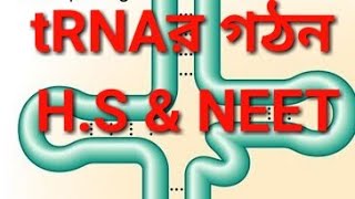 tRNAর গঠন Structure of tRNA in Bengali For HS amp NEET ExaminationBiology role in protein synthesi [upl. by Norha]