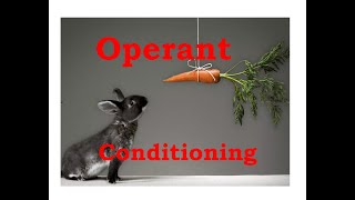 Operant conditioning [upl. by Marlie269]