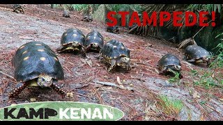 Feeding Tortoises after the Rain [upl. by Leeda]