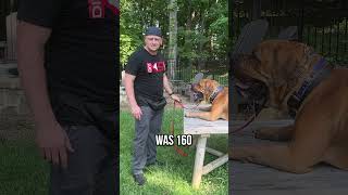 How to Train a 140 lb Boerboel to Jump Effortlessly [upl. by Mufi979]