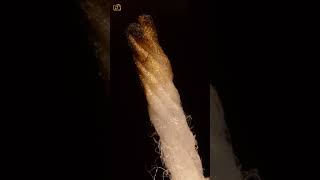 ASMR Candle wick close up view macro short satisfying closeup asmrsounds macro [upl. by Lundt]