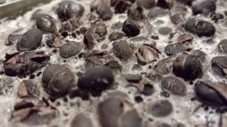 Black Beans Freeze Dried in my Harvest Right Home Freeze Dryer [upl. by Suivart]