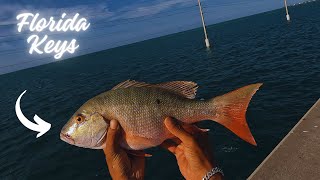 Florida Keys Bridge Fishing [upl. by Ragg]