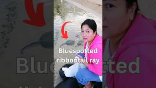 Bluespotted Ribbontail Ray freshfish stingray fishing [upl. by Collar]