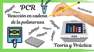 PCR Reacción en cadena de la polimerasa TEÓRICO Y PRÁCTICO [upl. by Llenyaj]