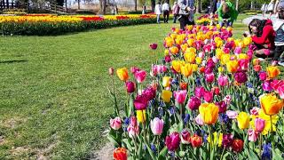 Morges Tulip Festival 2019  fête de la tulipe morges 2019 [upl. by Hainahpez]