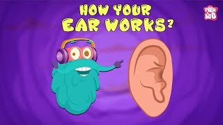 How Your Ear Works  The Dr Binocs Show  Best Learning Videos For Kids  Peekaboo Kidz [upl. by Dickinson]