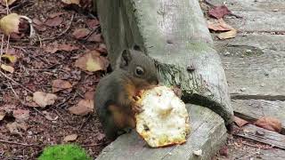 Squirrel eats fly agaric mushrooms [upl. by O'Neill]