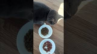 Which Affordable Dry Food Does Cat Prefer [upl. by Etra]