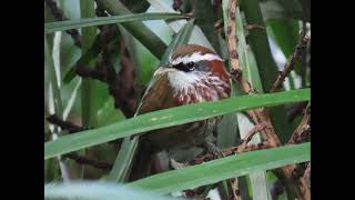 棕頸鉤嘴鶥 Streakbreasted scimitar babbler [upl. by Gnah226]