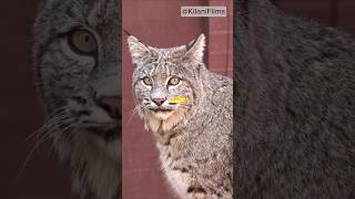 Amazing Bobcat Facts [upl. by Steddman144]