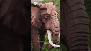 Woolly Mammoth VS African Elephant Who Will Win the Epic Battle IndianVideoZone [upl. by Eloci]