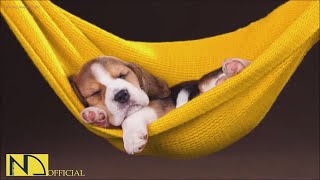 20 HOURS of Deep Sleep Dog Calming Music🎵🐶Dog Separation Anxiety Relief Music💖Dog Music🎵🐶 NadanMusic [upl. by Nauqas]