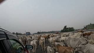 Bovine Traffic Jam [upl. by Sandstrom]