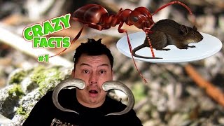 Crazy Facts 🐜 Les Fourmis légionnaires nomades et redoutables [upl. by Nuhsed]